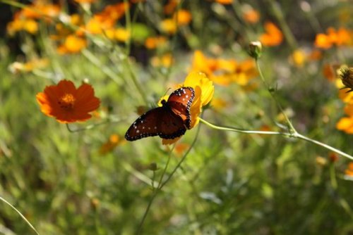 IMG_0575